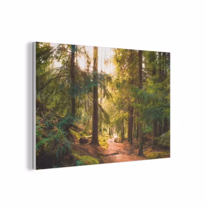 Akoestisch schilderij - Bos - Pad - Bomen - Groen - Zon - Natuur
