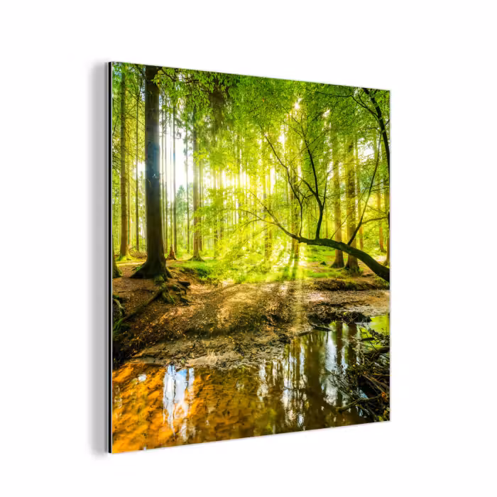 Aluminium schilderij - Bos - Landschap - Water - Bomen - Zon - Groen - Natuur