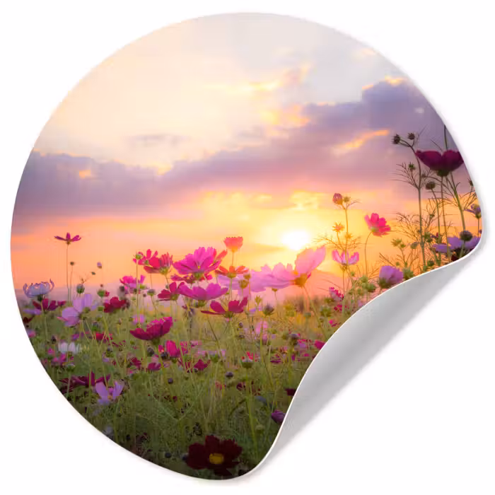 Behangcirkel - Bloemen - Roze - Zonsondergang - Natuur - Weide - Horizon