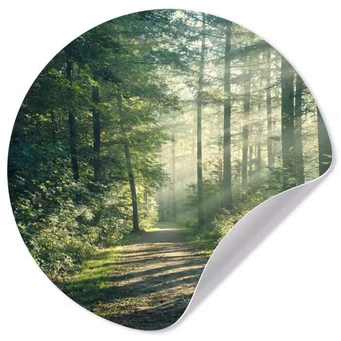 Behangcirkel - Bos - Pad - Zon - Bomen - Groen - Natuur