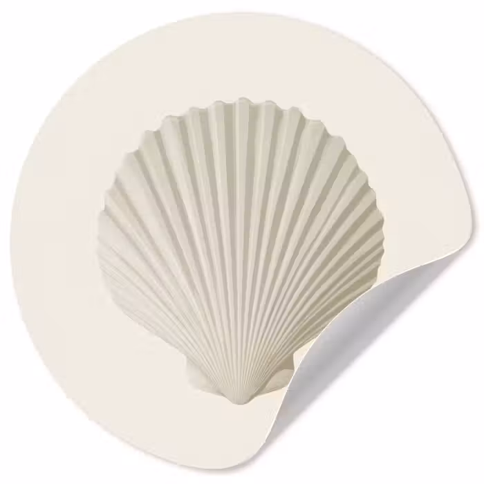Behangcirkel - Schelp - Minimalistisch - Wit
