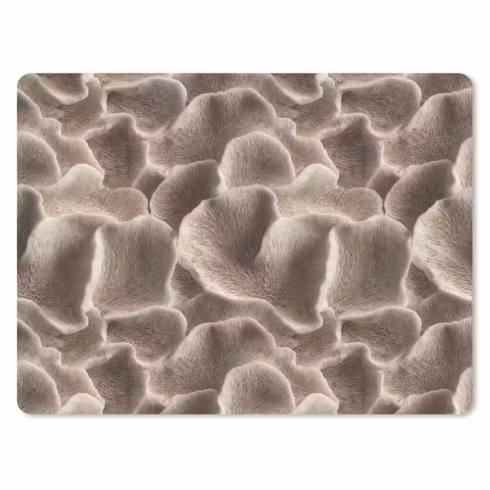 Muismat - Waaiervorm - Beige - Vezel textuur