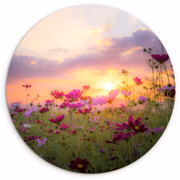 Muurcirkel - Bloemen - Roze - Zonsondergang - Natuur - Weide - Horizon