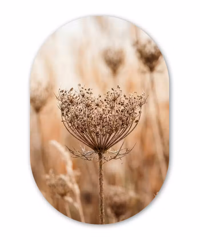 Muurovaal aluminium - Schermbloem - Droogbloem - Winter - Beige - Minimalistisch