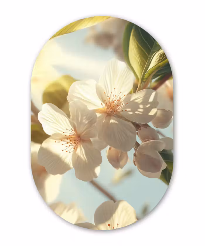 Muurovaal - Glas - Bloesems - Wit - Zonnestralen -  Bloemblaadjes