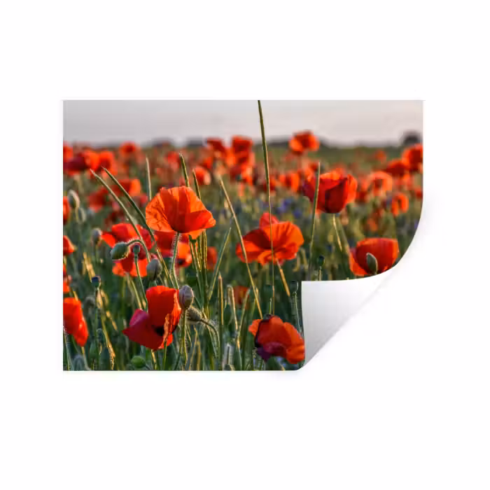 Muursticker - Bloemen - Klaprozen - Natuur - Rood