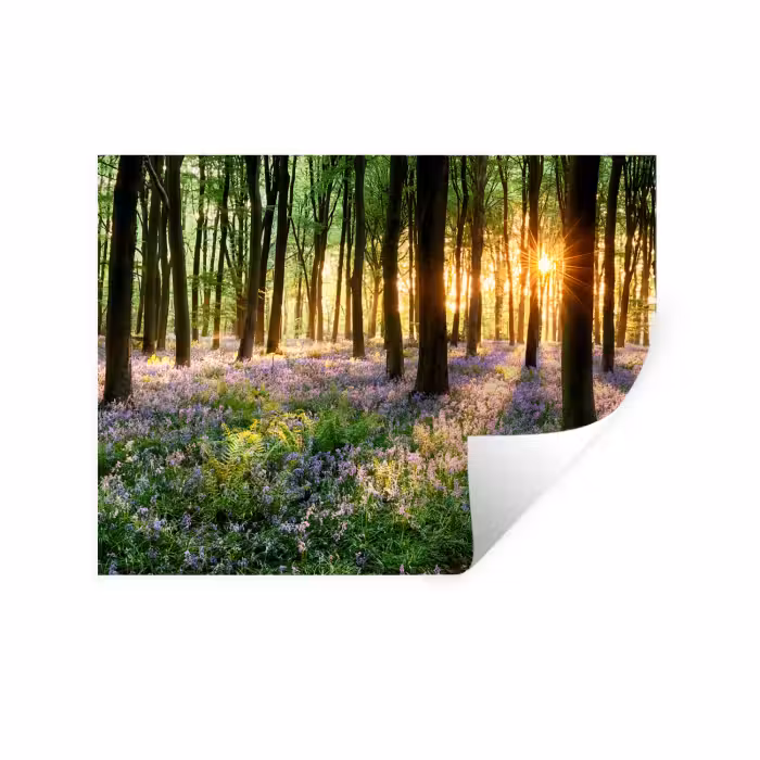Muursticker - Bos - Bloemen - Lavendel - Zon - Paars - Natuur
