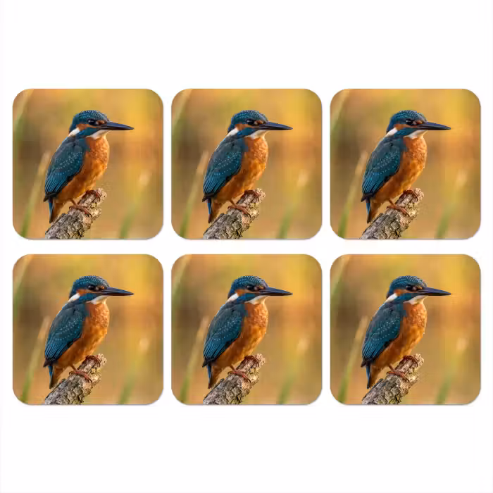 Onderzetter - IJsvogel - Tak - Water - Kleurrijk - Levendig