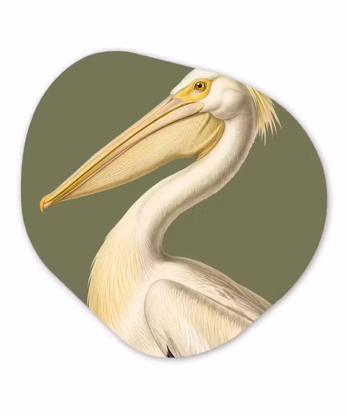 Organisch schilderij - Forex - Pelikaan - Wit - Vogel - Klassiek - Natuur
