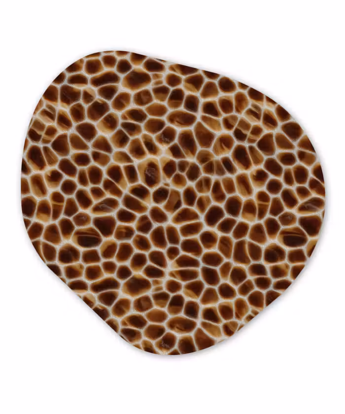 Organisch schilderij - Forex - Schildpad - Bruin - Patroon