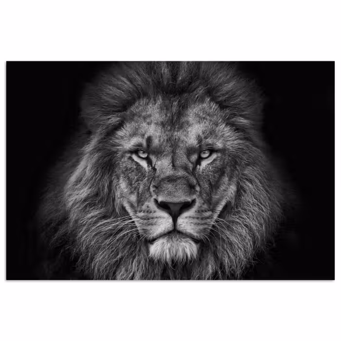 Poster - Leeuw - Dieren - Zwart - Wit