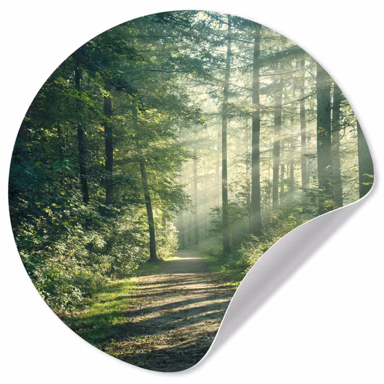 Behangcirkel - Bos - Pad - Zon - Bomen - Groen - Natuur — 1