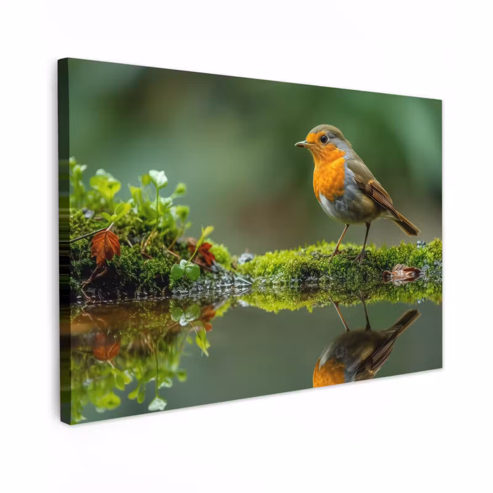 Buiten canvas - Roodborstje bij het Water — 1