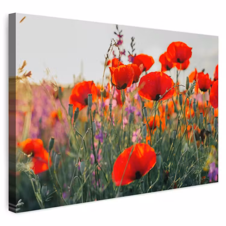 Buiten canvas - Klaproos - Bloemen - Rood - Paars - Weide — 1