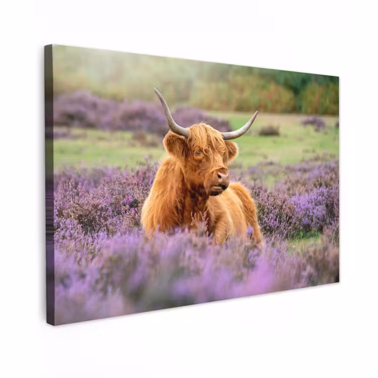 Buiten canvas - Hooglander in de Heide — 1