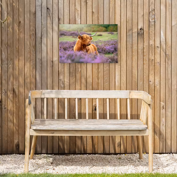 Buiten canvas - Hooglander in de Heide — 3