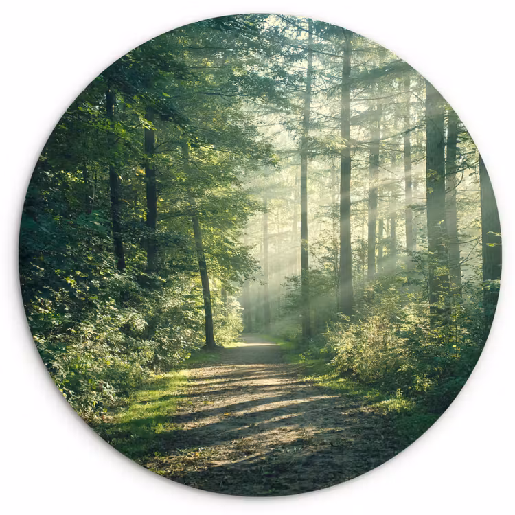 Muurcirkel - Bos - Pad - Zon - Bomen - Groen - Natuur — 1