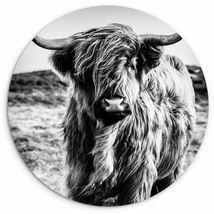 Muurcirkel - Schotse hooglander - Natuur - Koe - Zwart - Wit — 1