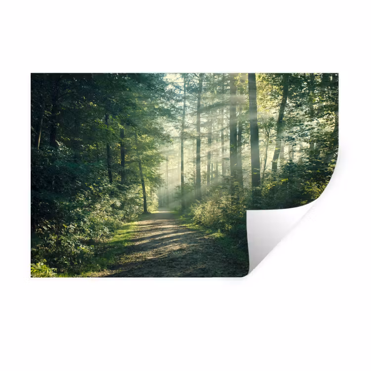 Muursticker - Bos - Pad - Zon - Bomen - Groen - Natuur — 1