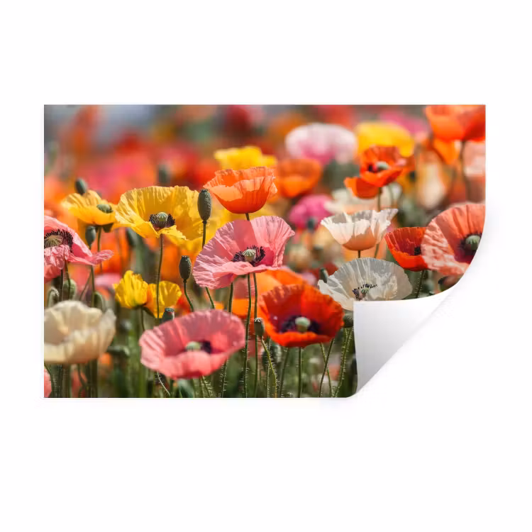 Muursticker - Bloemenveld - Klaprozen - Kleurrijk — 1