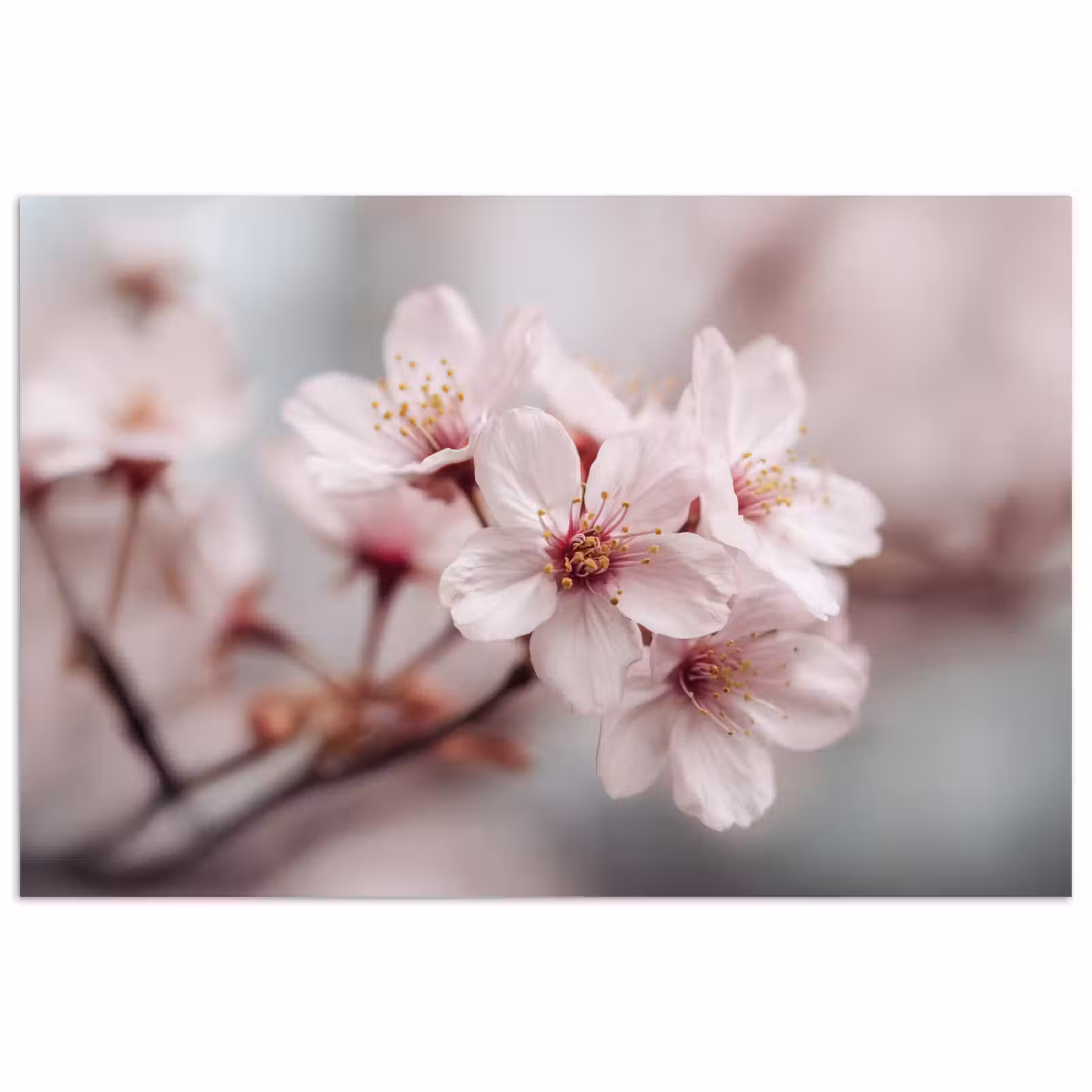 Poster - Bloesems - Meeldraden - Geel - Wazig — 1