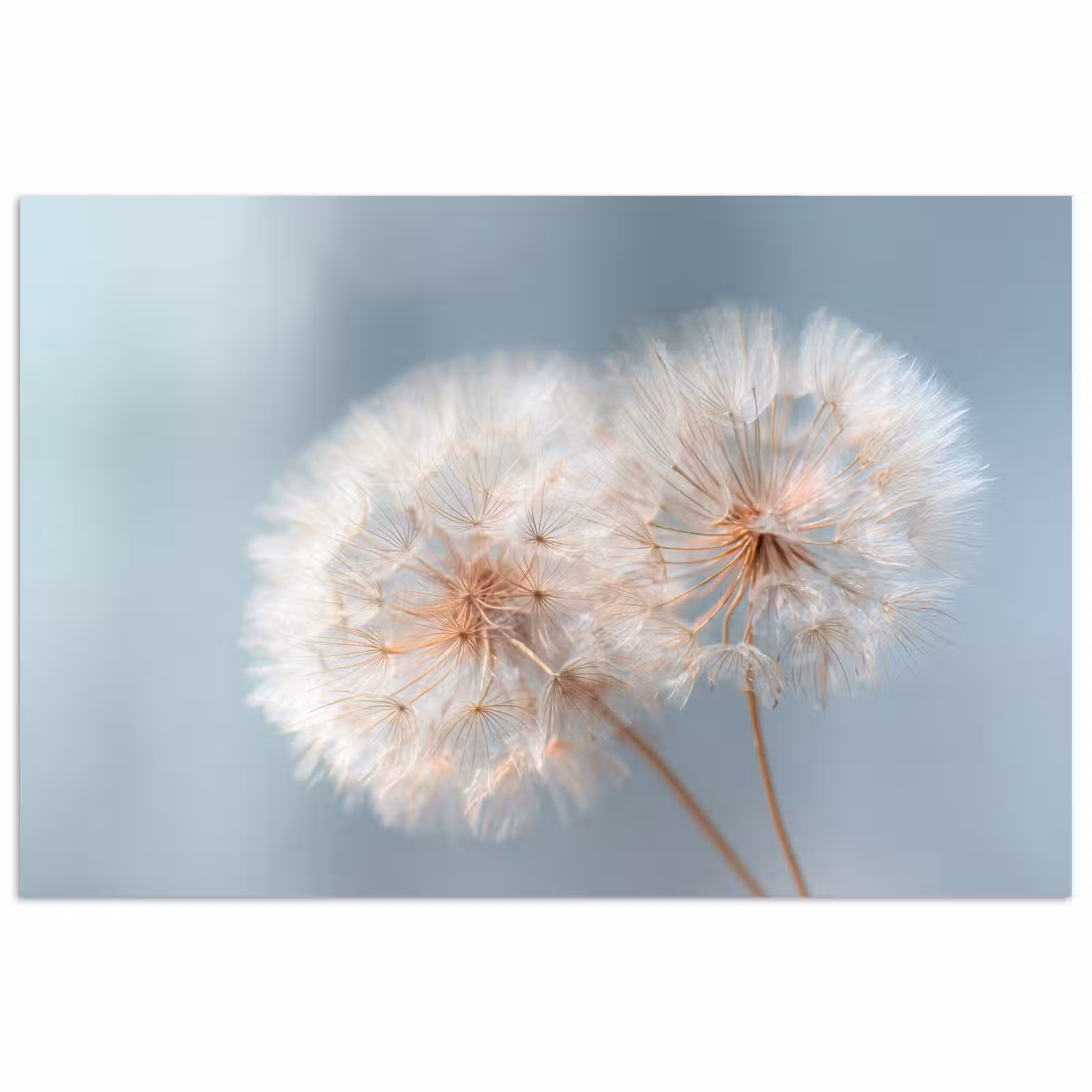 Poster - Paardenbloemen - Pluisjes - Wit — 1