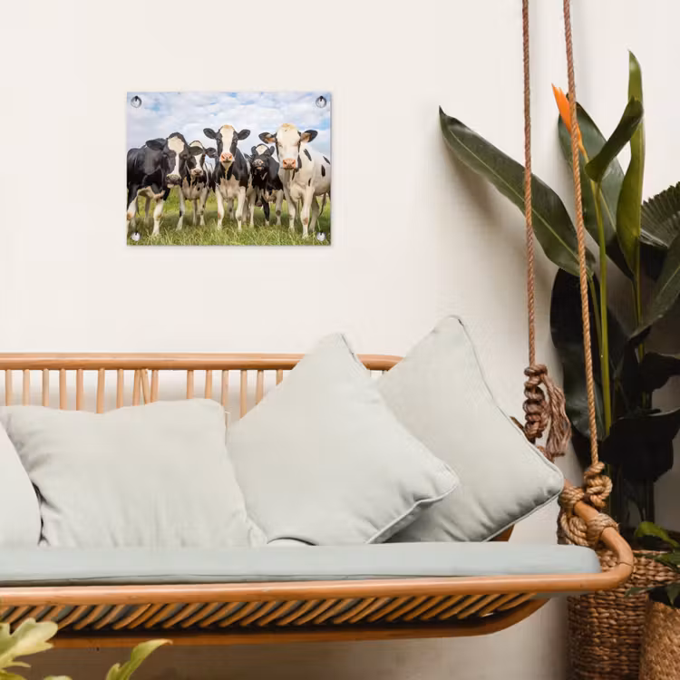 Tuinposter - Nieuwsgierige koeien in de wei — 5
