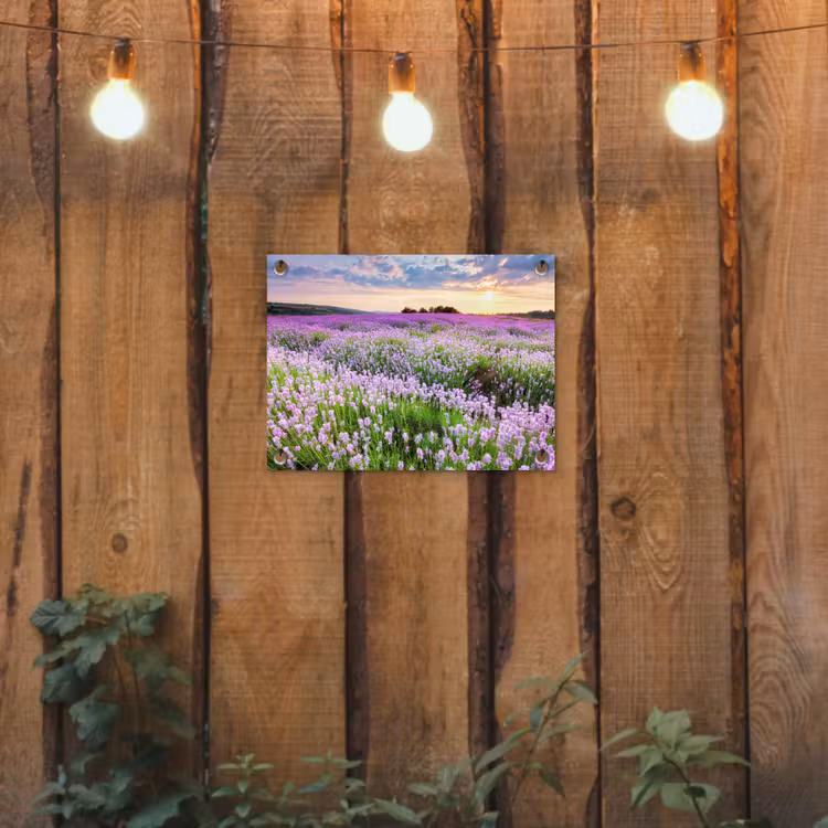 Tuinposter - Lavendel - Bloemen - Zonsondergang - Paars - Weide — 2