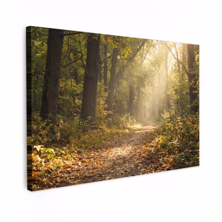 Canvas schilderij - Zonlicht - Bospad - Bomen — 1