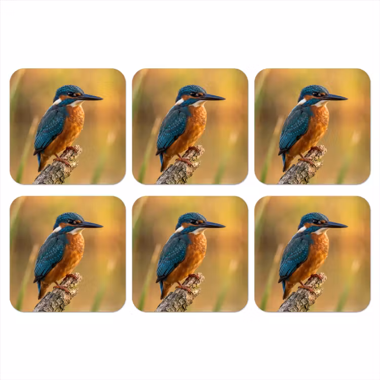 Onderzetter​ - IJsvogel - Tak - Water - Kleurrijk - Levendig — 1